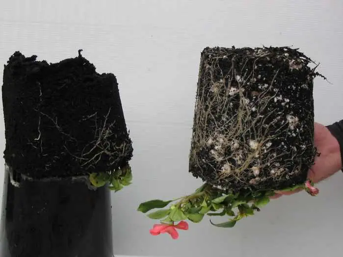 Water Saving Turf Installation